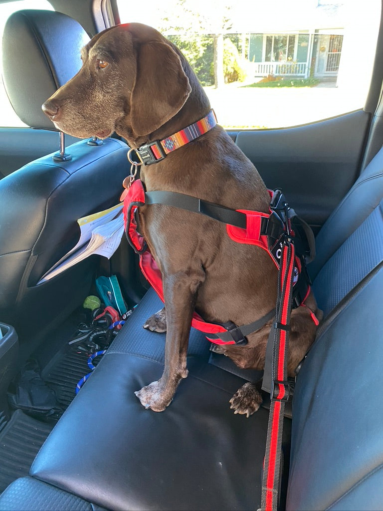 Dog Seat Belt AVAILABLE IN THE US ONLY