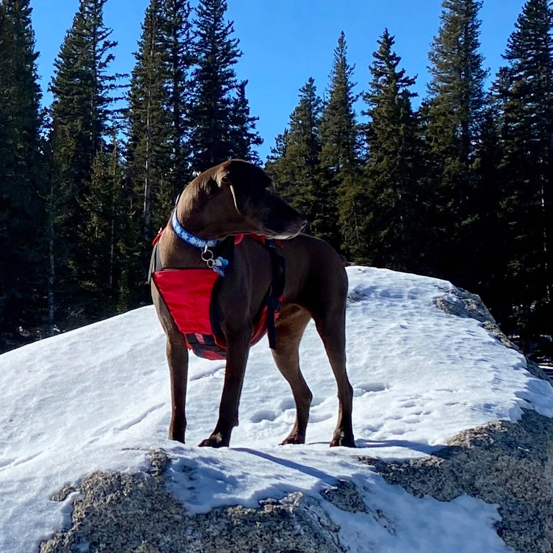 The Panza Harness with Deployable Emergency Dog Rescue Sling Fido Pro